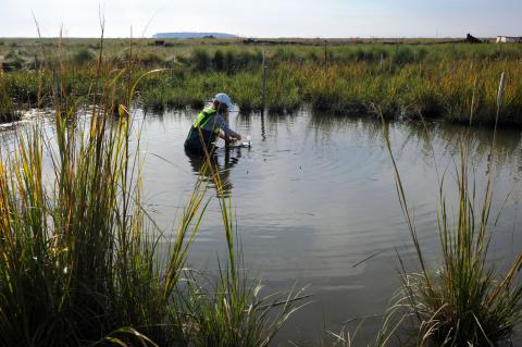 MEES Ecological Systems